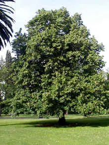 Tu personalidad según los arboles.