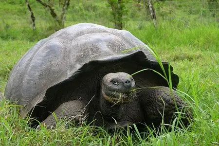 Islas Galápagos - Biodiversidad