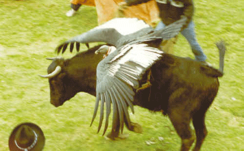 Perú: Piden prohibir tradicional Yawar Fiesta para protege
