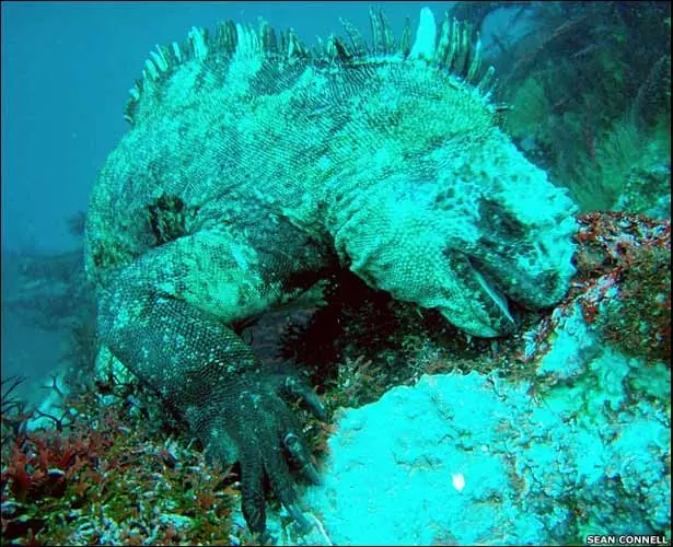 galapagos