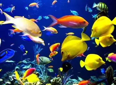 fauna