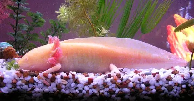 Axolotl de Julio Cortázar (Con imágenes)