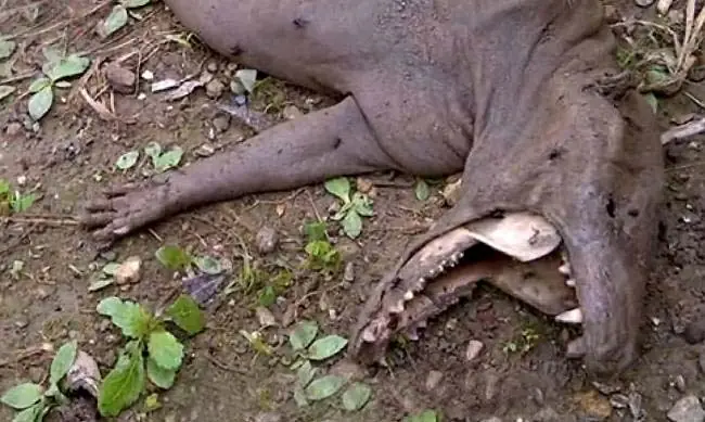 Encuentran cadaver de chupacabras en Venezuela