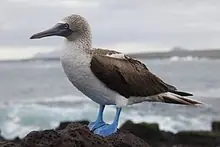 tortuga