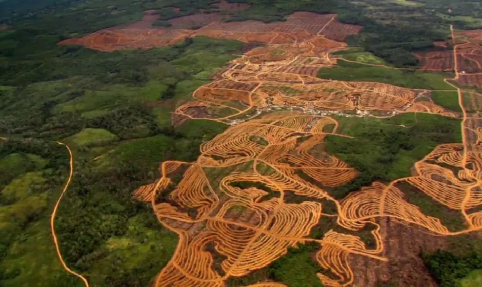 El fin de los Bosques del Mundo