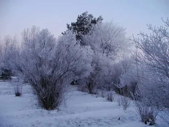 nieve