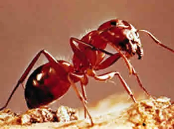 Un Hombre Murió por una Picadura de Hormiga