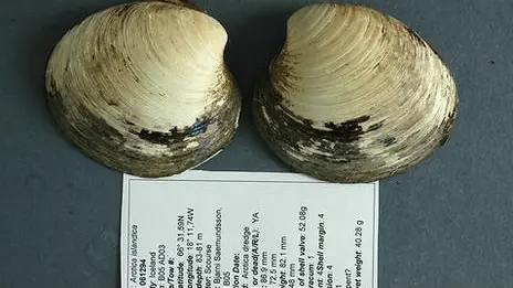 polémica