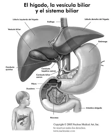 trasplante