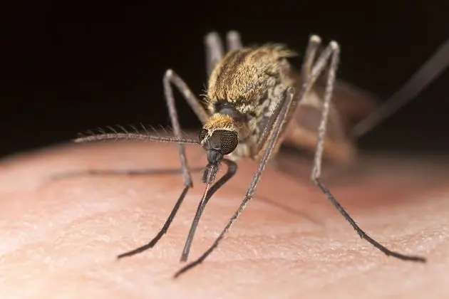 mosquitos