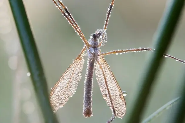 larva