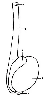 prótesis testicular perfeccionada