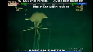 Esta criatura submarina 'alienígena' arrasa en internet