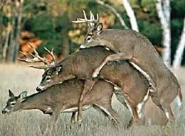 Animales
