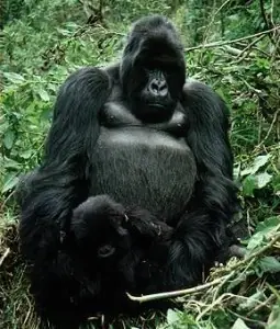 africa