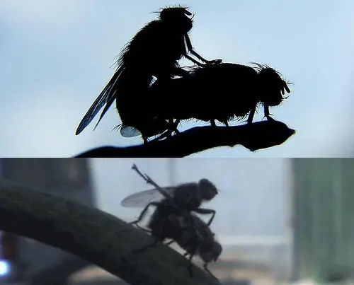 Animales Reproduciendoce Que Gracioso!!!