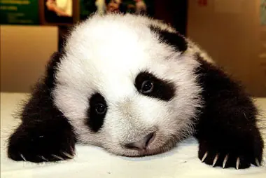Morir de Amor