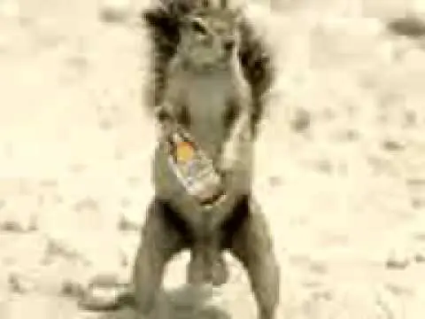 animales ebrios (borrachos)