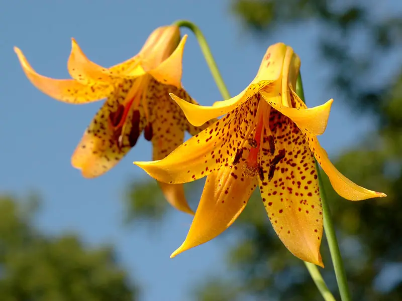 Naturaleza por colores (XI)