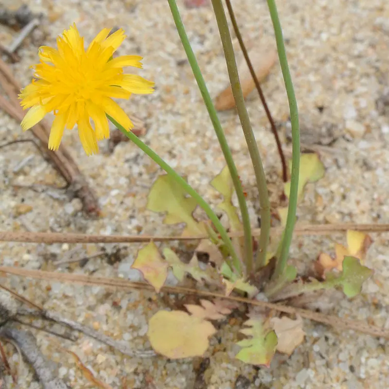Naturaleza por colores (XI)