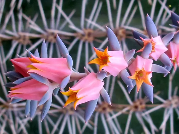 Naturaleza por colores (VII)