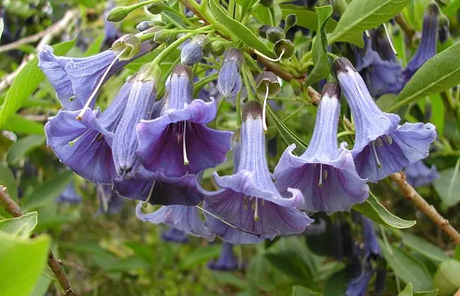 Naturaleza por colores (VII)