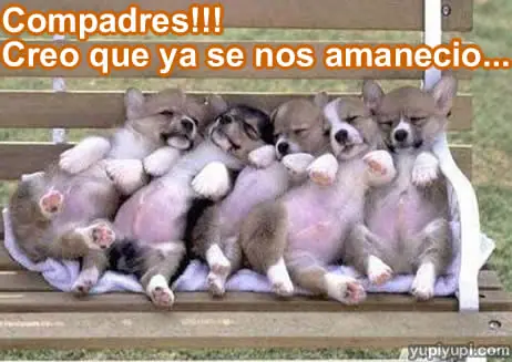 Animales