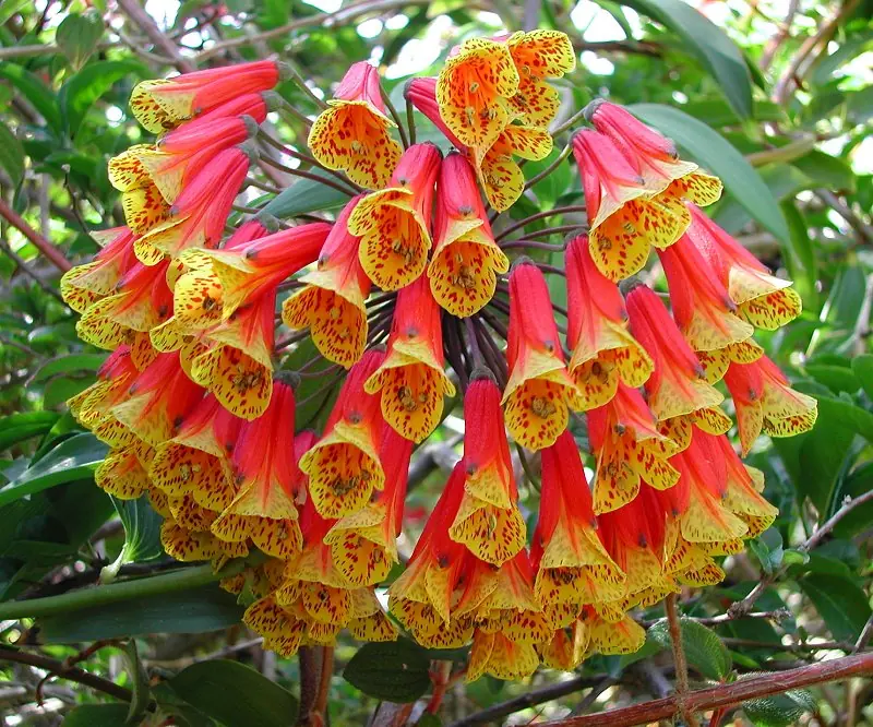 Naturaleza por colores (VII)