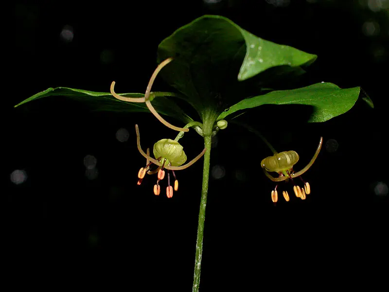 Naturaleza por colores (XI)