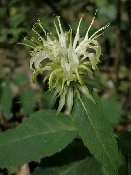 Naturaleza por colores (XI)