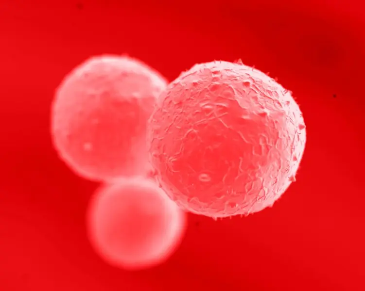 La tioridazina contra celulas madre cancerosas