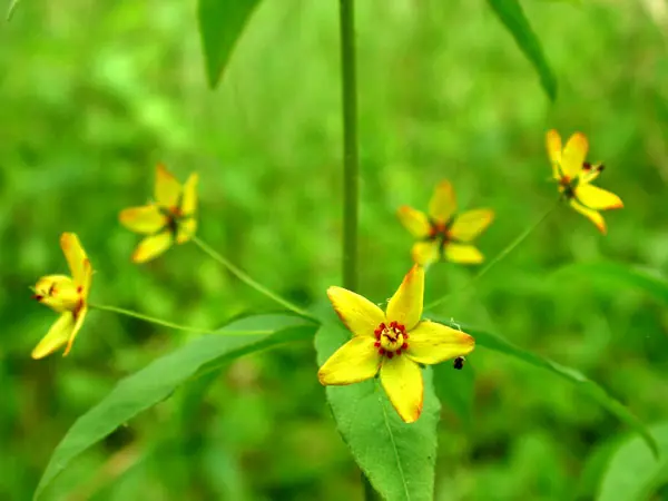 Naturaleza por colores (XI)