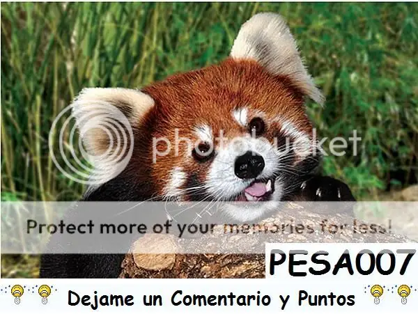dolor