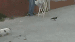 Gifs