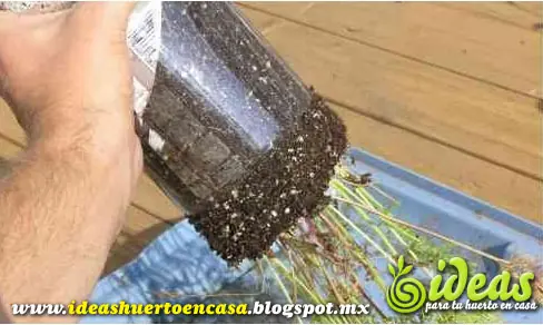 zanahorias