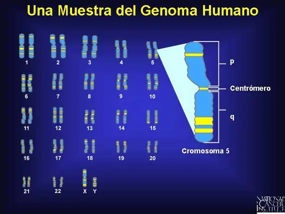 Genoma