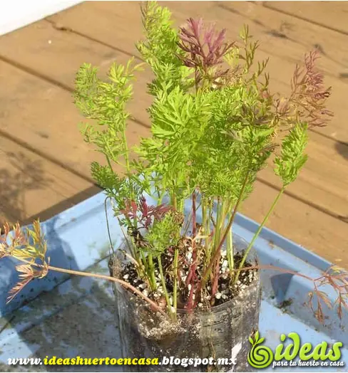 Siembra y Cultiva Zanahorias en botellas de refresco de 2L.