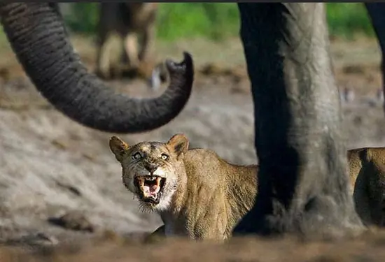 Sudafrica 2010