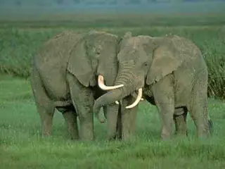 Sudafrica 2010