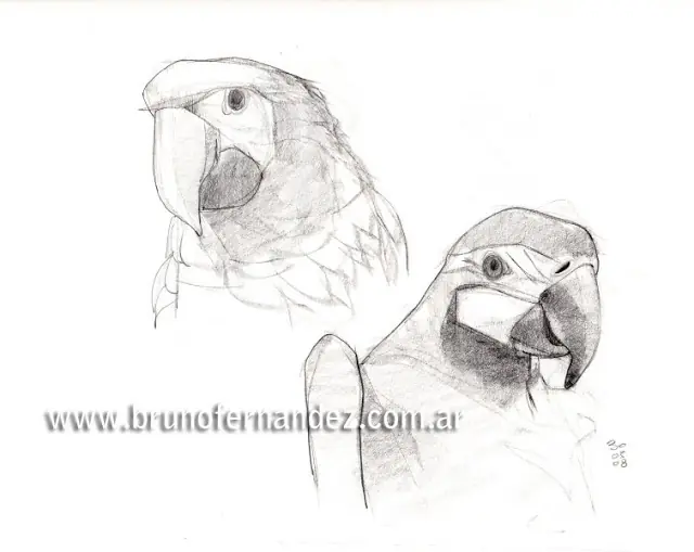 Estudio de Dibujos de Animales (Bocetos 2)