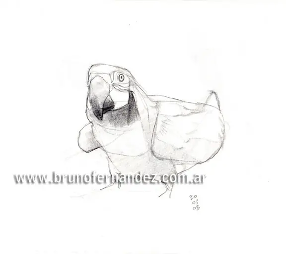 Animales