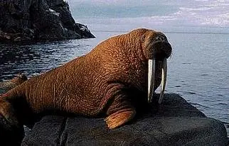 extincion