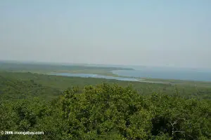 Selva