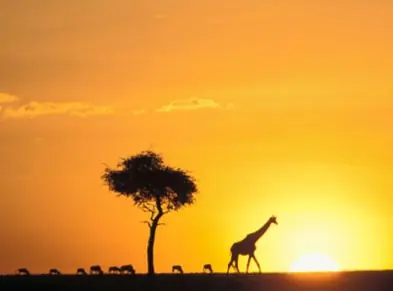 africa [megapost ]