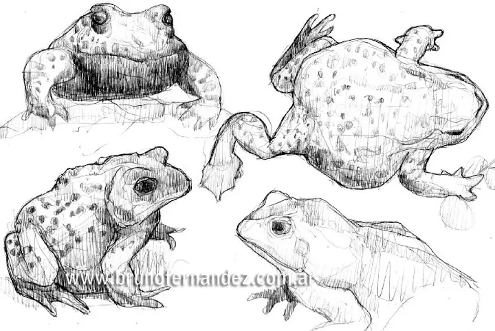 Estudio de Dibujos de Animales (Bocetos 2)