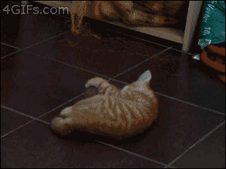Gifs