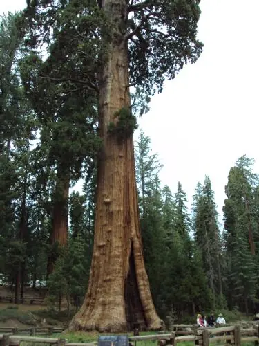 Arboles Milenarios