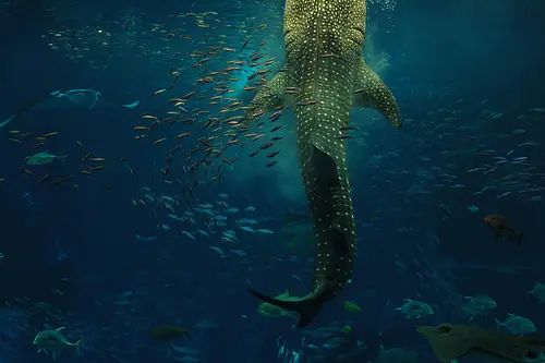 mantarayas