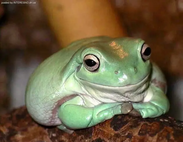 rana