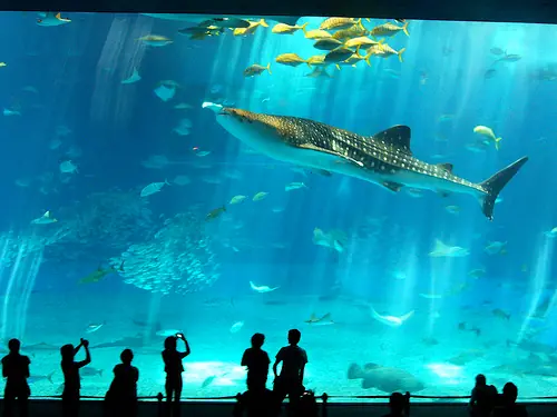 El 2º acuario más grande del mundo